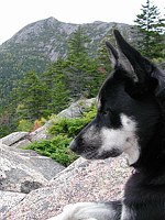 Kikko - Mountian Dog New Hampshire