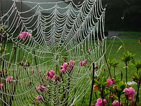 Spider Web and Azalea
