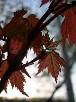 Spring Maple Leaf