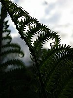 Fiddlehead Sprung